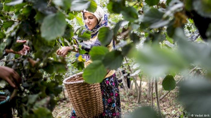 Mevsimlik tarım işçileri: Tarlada sosyal mesafe yok