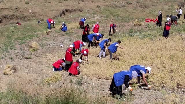 Şehit babasının tarlasını gençler hasat etti