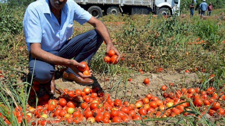 Fabrikalar fiyatı 35 kuruşa çekti! Domates tarlada çürümeye kaldı