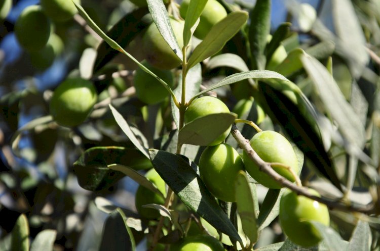 İYİ Partili Eryılmaz, zeytin üreticilerinin sorunlarını yerinde dinledi