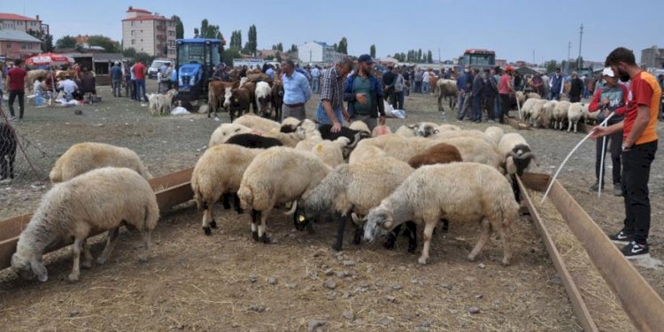 Kurban pazarlarında durum vahim. Besiciler isyan etti