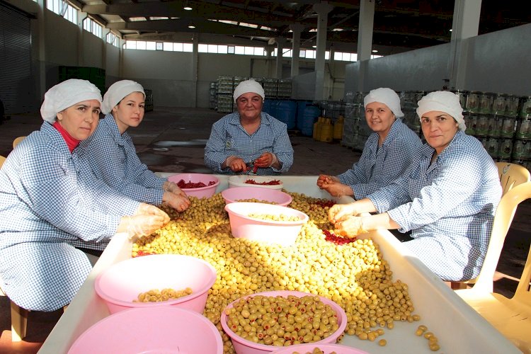 Sofralık zeytin ihracatı 150 milyon doları aştı