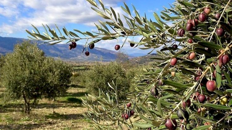 Tarım Bakanı'nın 'zeytinlik' yanıtı yönetmelikle çelişti