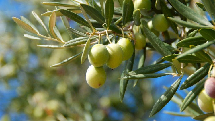 Danıştay'dan zeytin yönetmeliği için yürütmeyi durdurma kararı