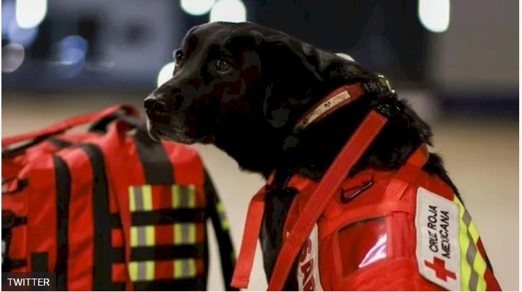 Meksika, meşhur arama kurtarma köpeklerini Türkiye'ye yolluyor