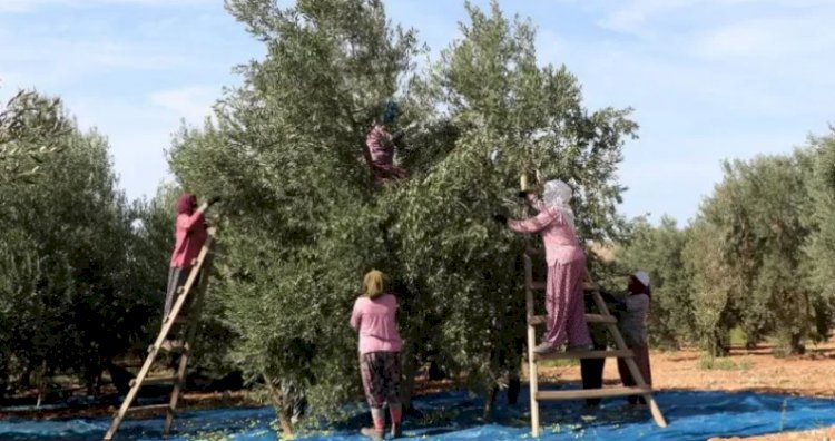 Türkiye zeytinyağı ihracatında nasıl rekor kırdı, gelecek yıllarda ne olur?