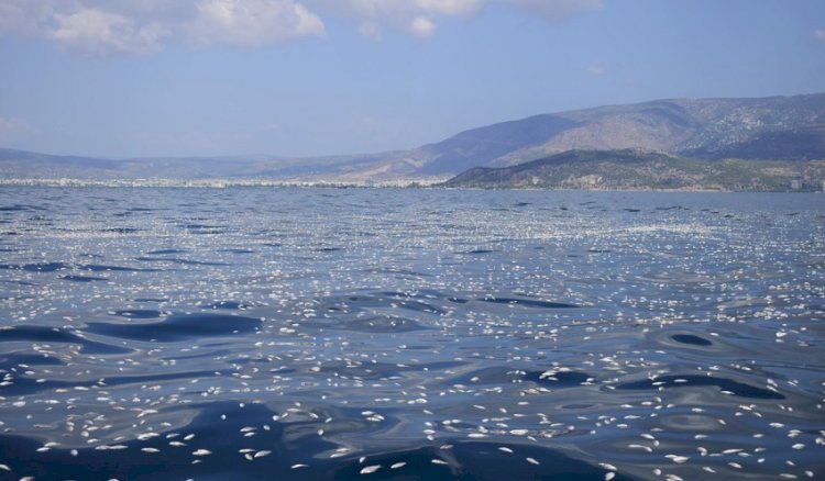 Yunanistan Kıyılarında Binlerce Balığın Ölümü Araştırılıyor