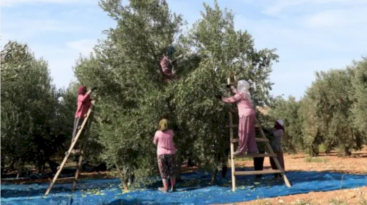 Zeytin Üretimi ve Hasadı: Kaliteyi Artırmak İçin Yapılması Gerekenler