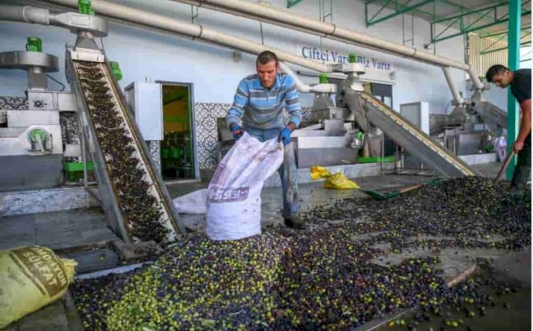 Zeytinyağı Üretimindeki Sorunlar ve Çözüm Önerileri